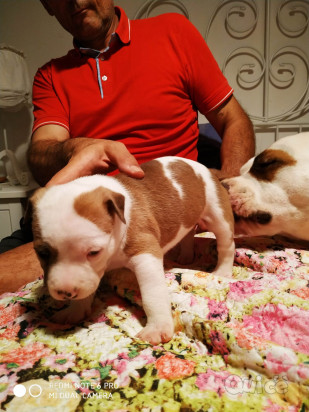 Cucciola amstaff foto-37228