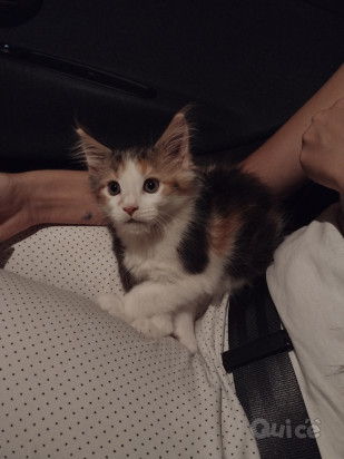 Cucciola Maine coon XXL foto-325538