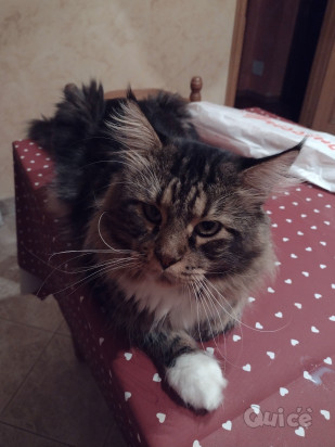 Cucciola Maine coon XXL foto-325537