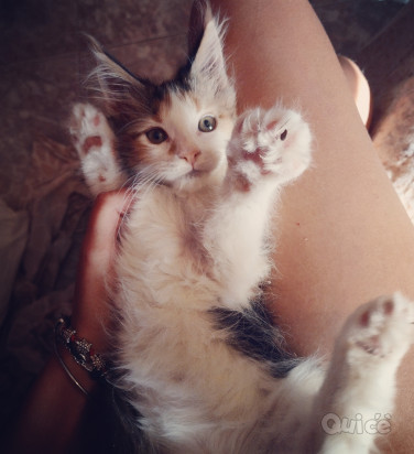 Cucciola Maine coon XXL foto-37360