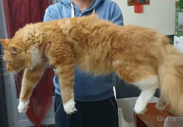 Cucciola Maine coon XXL foto-325536