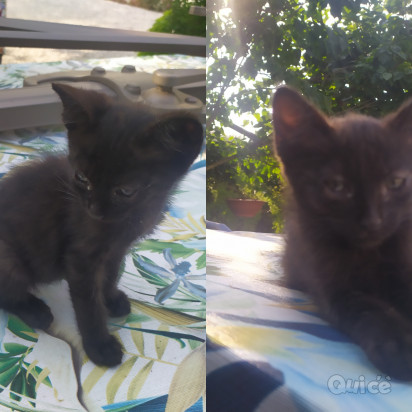REGALO CUCCIOLI DI GATTO DI 4 MESI foto-326205