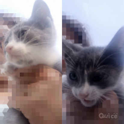 REGALO CUCCIOLI DI GATTO DI 4 MESI foto-326206