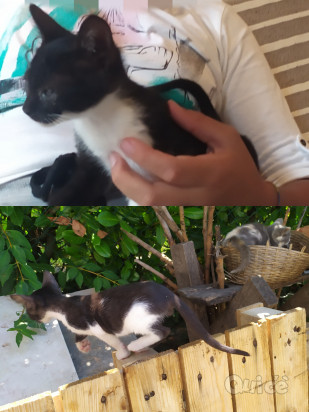 REGALO CUCCIOLI DI GATTO DI 4 MESI foto-37476