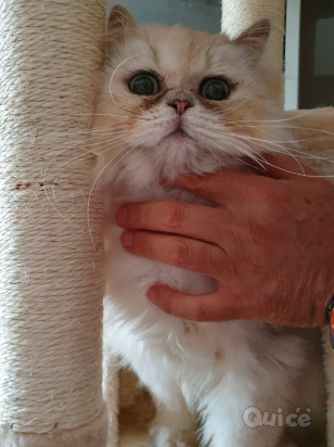 Gatto Persiano chincillà  foto-326375