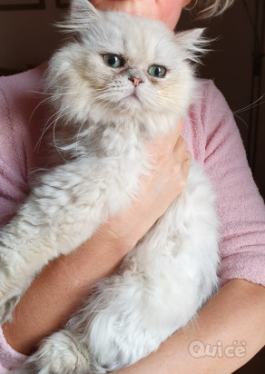 Gatto Persiano chincillà  foto-37499
