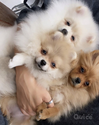 Vendiamo le cucciole della pura razza Volpino di Pomerania nanno  foto-37530