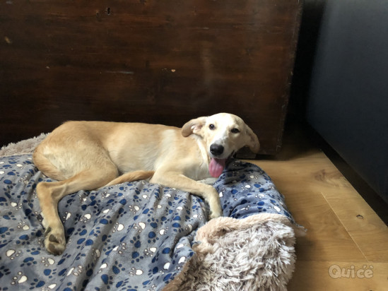 Kejsi cerca casa foto-37613