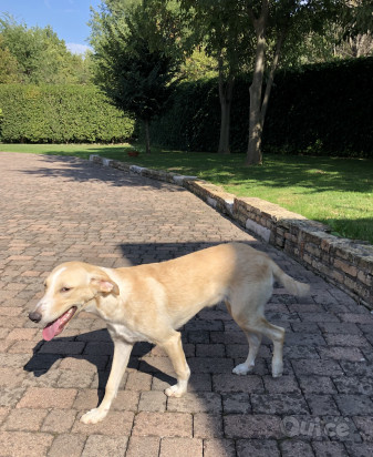 Kejsi cerca casa foto-327131