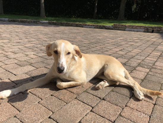 Kejsi cerca casa foto-327133