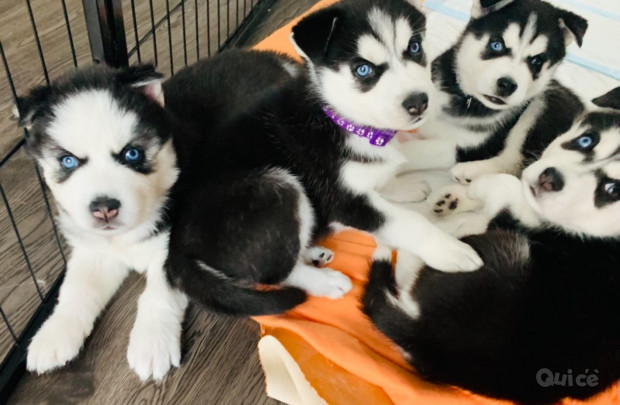 meraviglia dagli occhi blu cuccioli  Husky foto-329271
