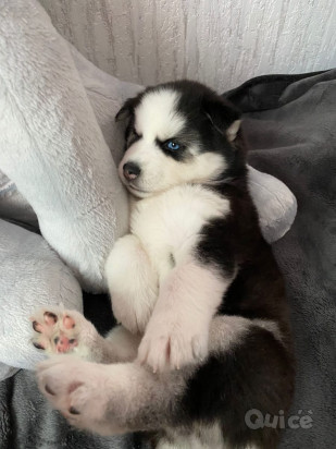 meraviglia dagli occhi blu cuccioli  Husky foto-37883
