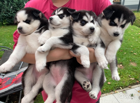 meraviglia dagli occhi blu cuccioli  Husky foto-329273