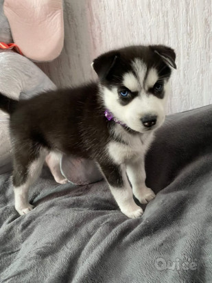 meraviglia dagli occhi blu cuccioli  Husky foto-329272