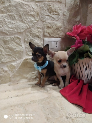 Chihuahua cuccioli disponibili foto-38030