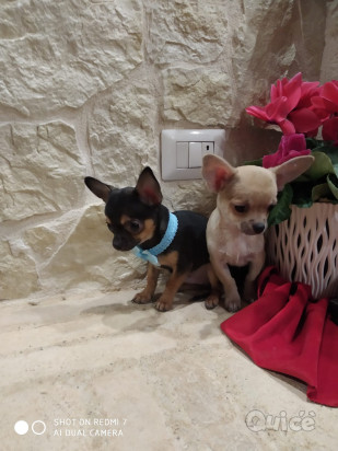 Chihuahua cuccioli disponibili foto-330220