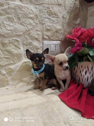 Chihuahua cuccioli disponibili foto-330221