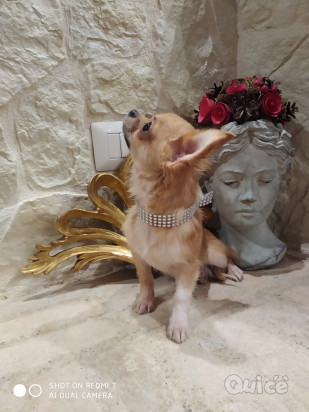 Chihuahua cucciolo disponibile foto-330223