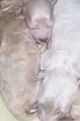 Barboncini  foto-38115