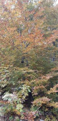 BOSCO a Follina foto-332412