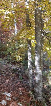 BOSCO a Follina foto-38319