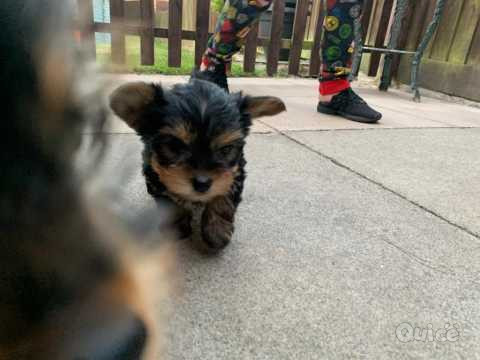 cuccioli di Yorkie maschio e femmina foto-38401