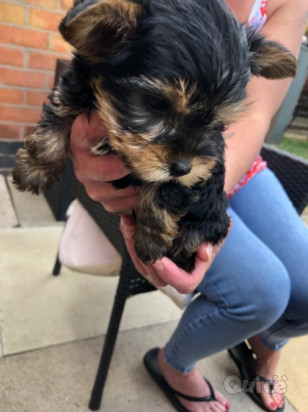  cuccioli di Yorkie maschio e femmina foto-333245