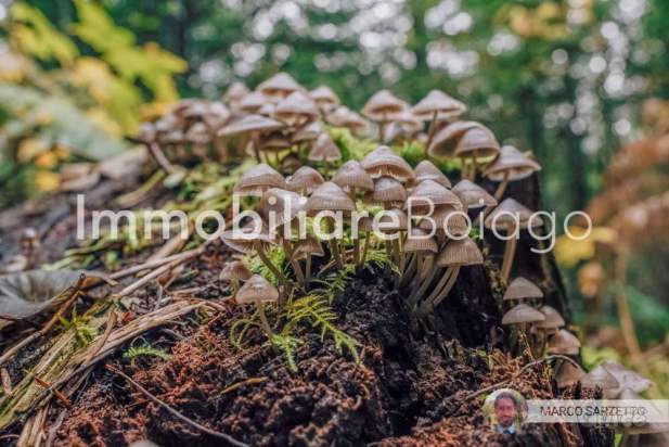 ACCOGLIENTE BIFAMILIARE  IN LOC. MILIES -SEGUSINO- a Segusino foto-334661