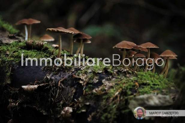 ACCOGLIENTE BIFAMILIARE  IN LOC. MILIES -SEGUSINO- a Segusino foto-334652