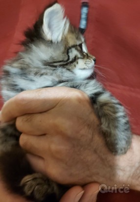 Cucciola gatto siberiano foto-334761