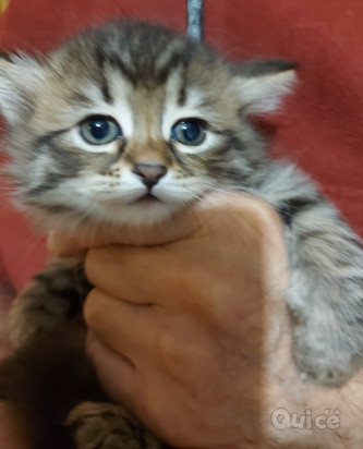 Cucciola gatto siberiano foto-334760