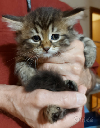 Cucciola gatto siberiano foto-38579