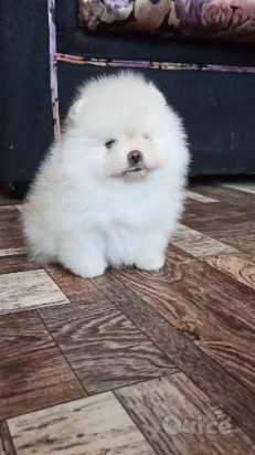 Dolci cuccioli di Spitz Pomerania disponibili foto-338413