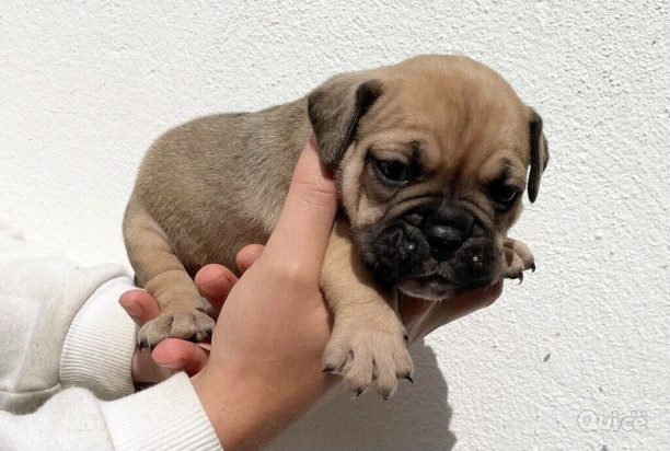 Cuccioli Old Tyme x Bulldog Inglese foto-39046