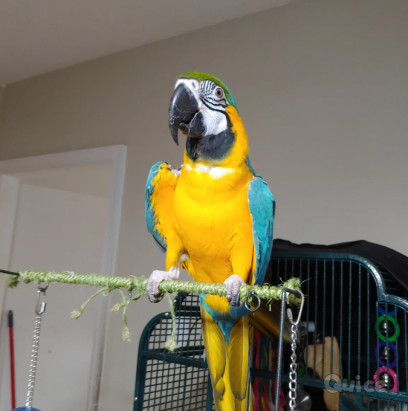 pappagallo Ara d'oro foto-339155