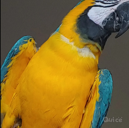 pappagallo Ara d'oro foto-339156