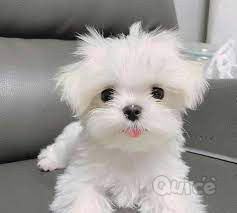 Maltese Cani foto-39458