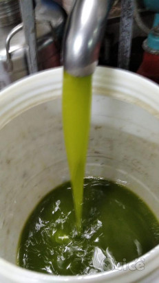 Olio annata 2021 bio foto-39529