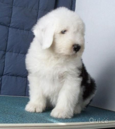  Cuccioli di pastore catalano in adozione           foto-39872