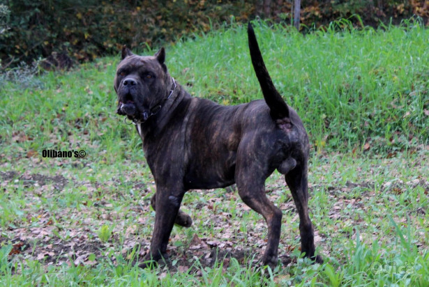 Cuccioli cane Corso alta selezione guardia difesa  foto-347297