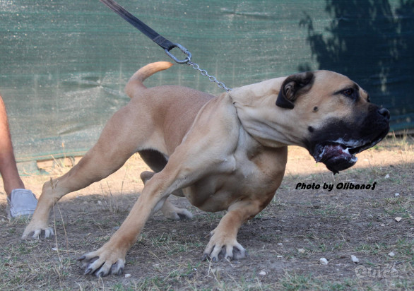 Cuccioli cane Corso alta selezione guardia difesa  foto-347294