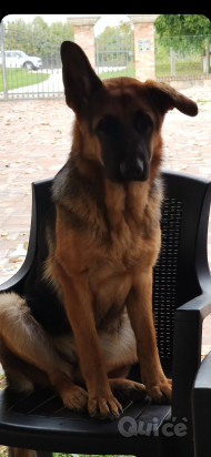 REGALO PASTORE TEDESCO FEMMINA  foto-40069