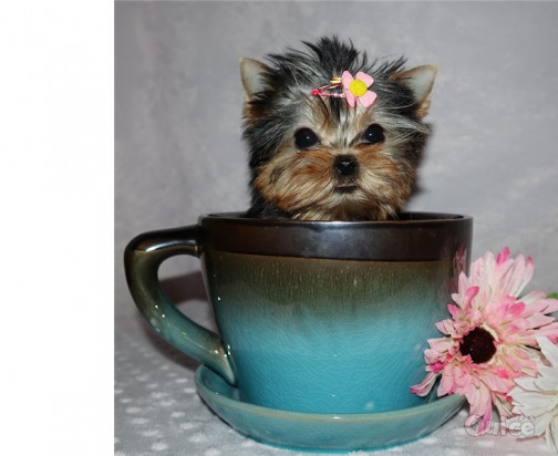 Cuccioli di Yorkshire Terrier di alta qualit&agrave; foto-348553