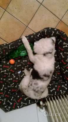 Lagorai cucciola foto-349189