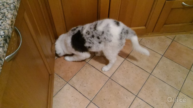 Lagorai cucciola foto-349188