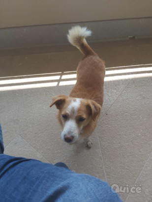 Cerco fidanzatina per cagnolino meticcio foto-4042