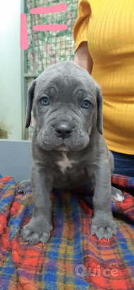 Cane Corso  foto-350011