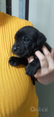 Cane Corso  foto-350012