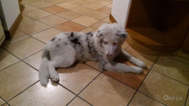 Cucciola lagorai di 4 mesi foto-351037