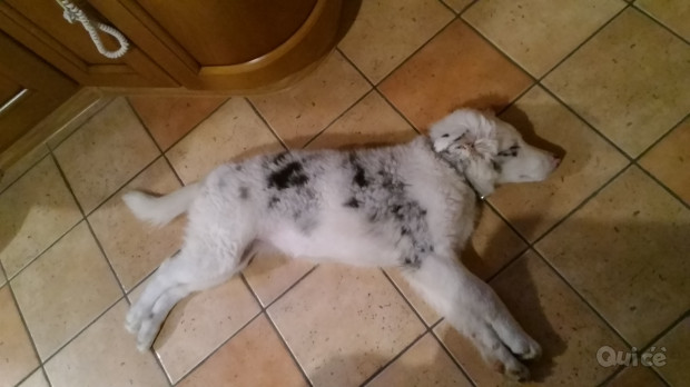 Cucciola lagorai di 4 mesi foto-40553